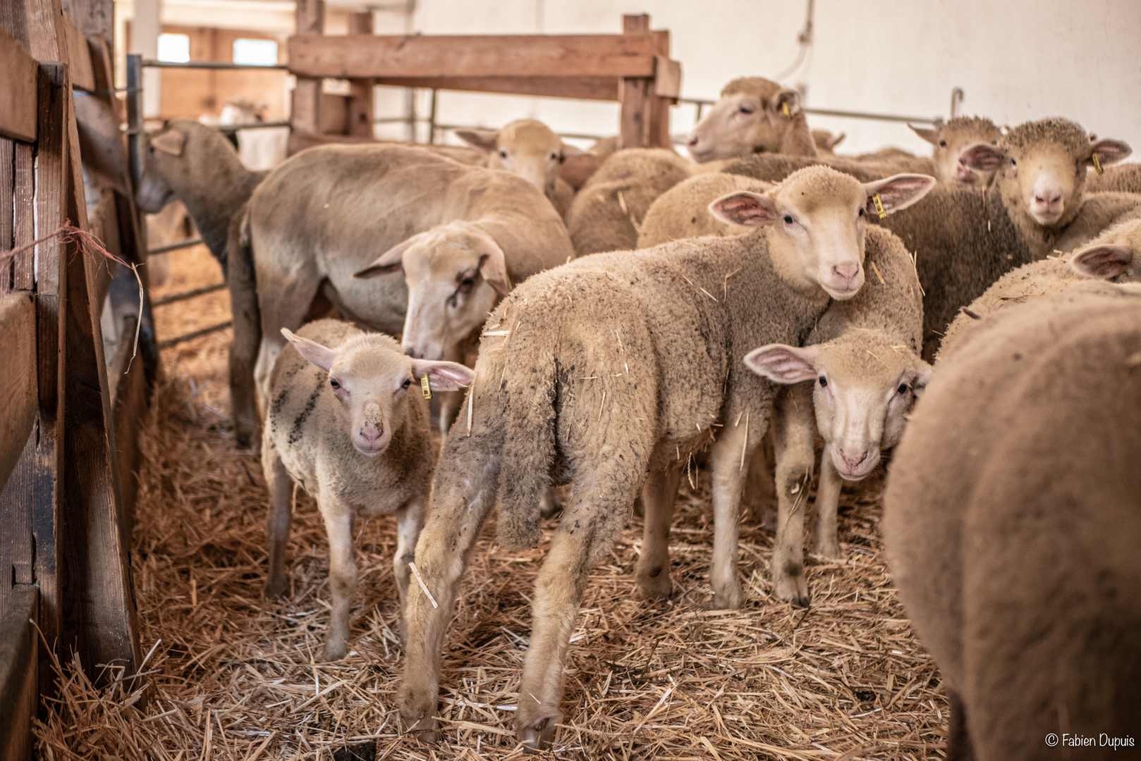 Ferme pédagogique La Maison des Bêtes à laine